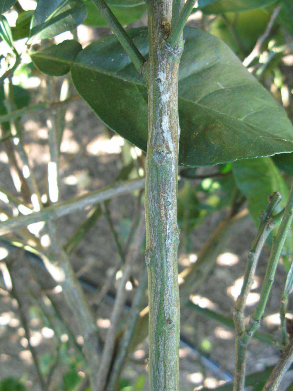              Second - third year twig (Winter Haven, FL)       